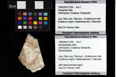 Foto (Objket + Etiketten) von Munidopsidae indet. 